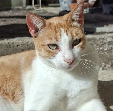 Gato Branco/Laranja