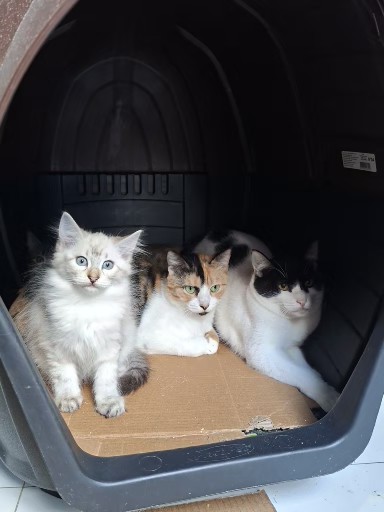 Gato preto meio alaranjado