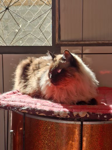 Gato preto meio alaranjado