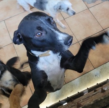 Cachorra Pretinha